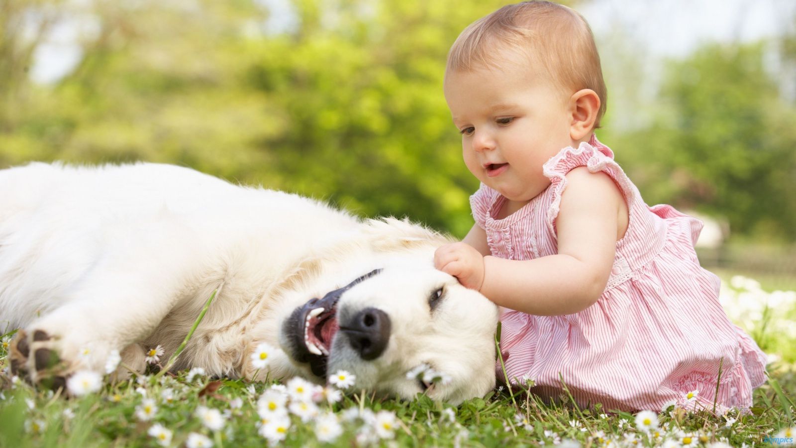 Como preparar seu pet para a chegada do bebê: dicas essenciais!