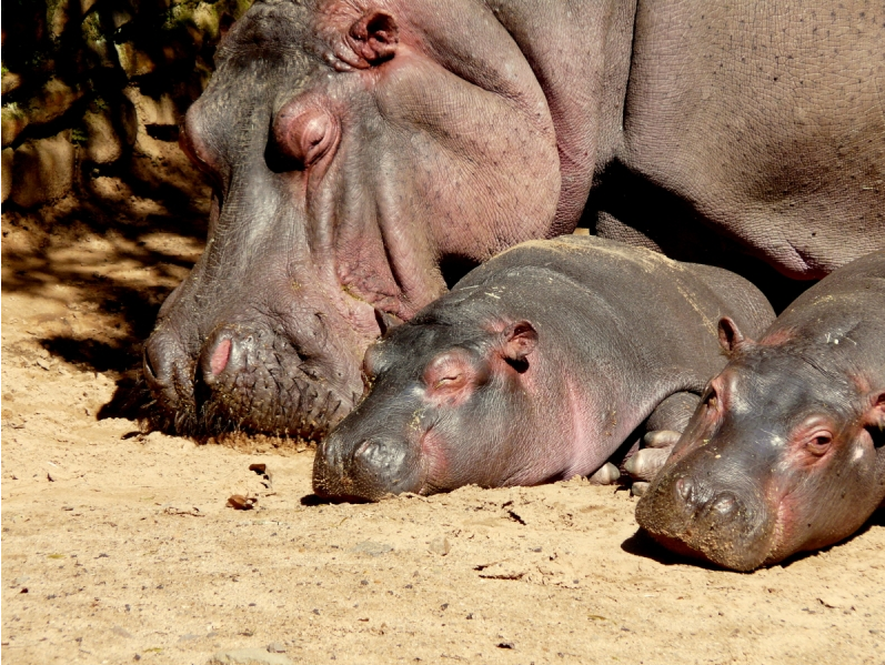 zoologico-sapucaia-do-sul