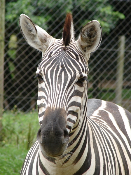 zoologico-sapucaia-do-sul