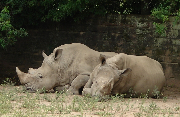 zoologico-sapucaia-do-sul