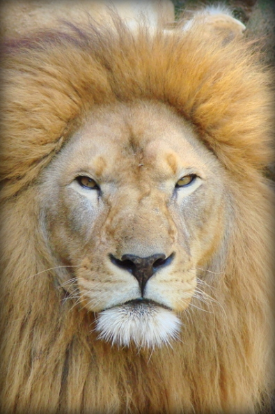 zoologico-sapucaia-do-sul