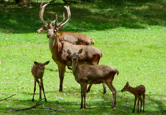 zoologico-sapucaia-do-sual