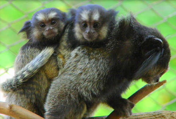 zoologico-sapucaia-do-sual