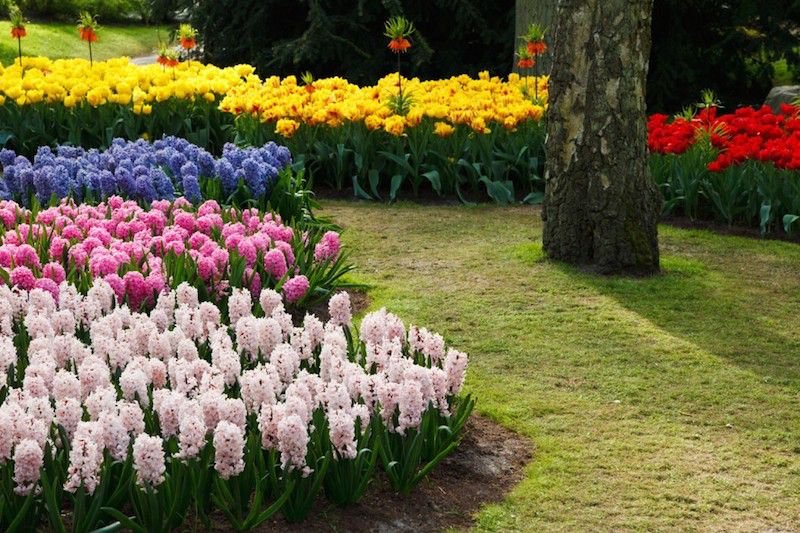 Porque as plantas morrem no Inverno? Saiba como cuidar das suas