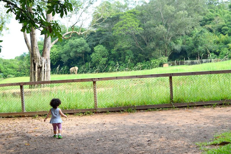 atividades-20-meses-zoologico