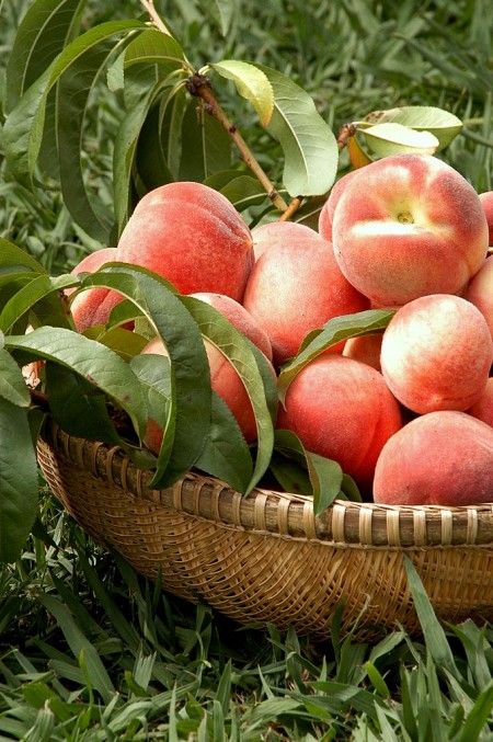 chá de bebê lista da mamãe frutas