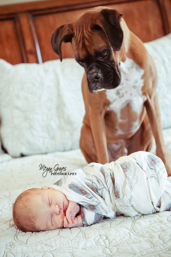 dicas para tirar fotos mãe e filhos newborn cachorro