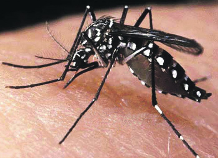 Zika vírus: E como ficam os planos de engravidar?