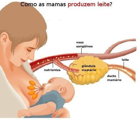 como-as-mamas-produzem-leite