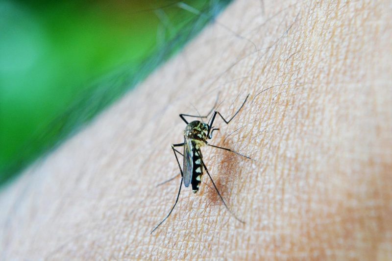 11 Dicas de como espantar mosquitos e pernilongos (cuidados e soluções caseiras)