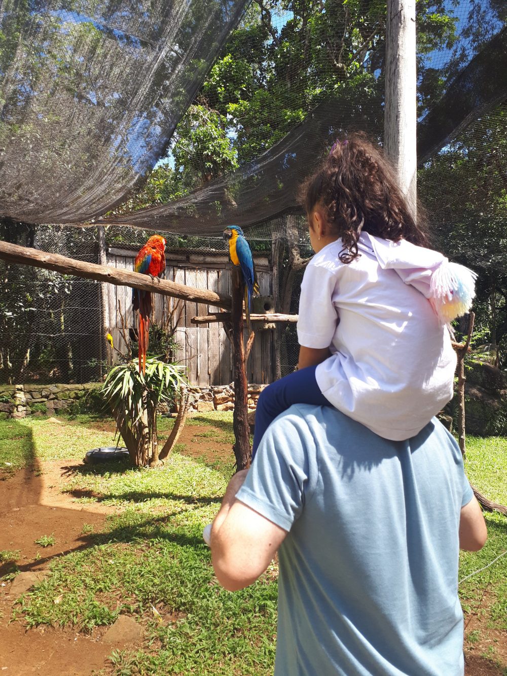 aves-zoologico-gramado