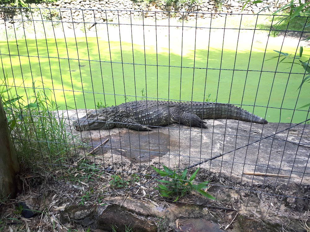 gramado-zoo-jacare