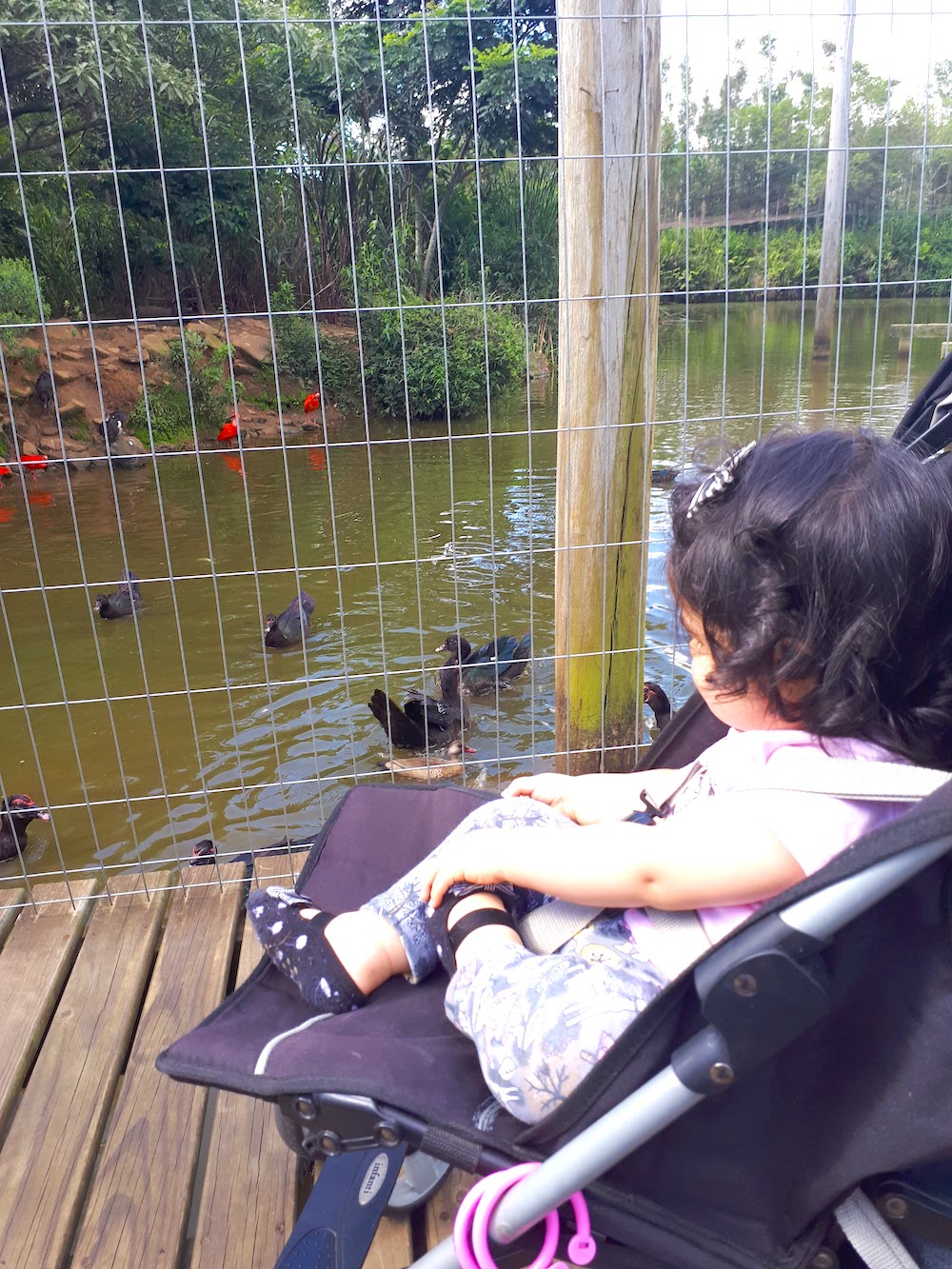 gramado-zoologico-passeio-com-criancas