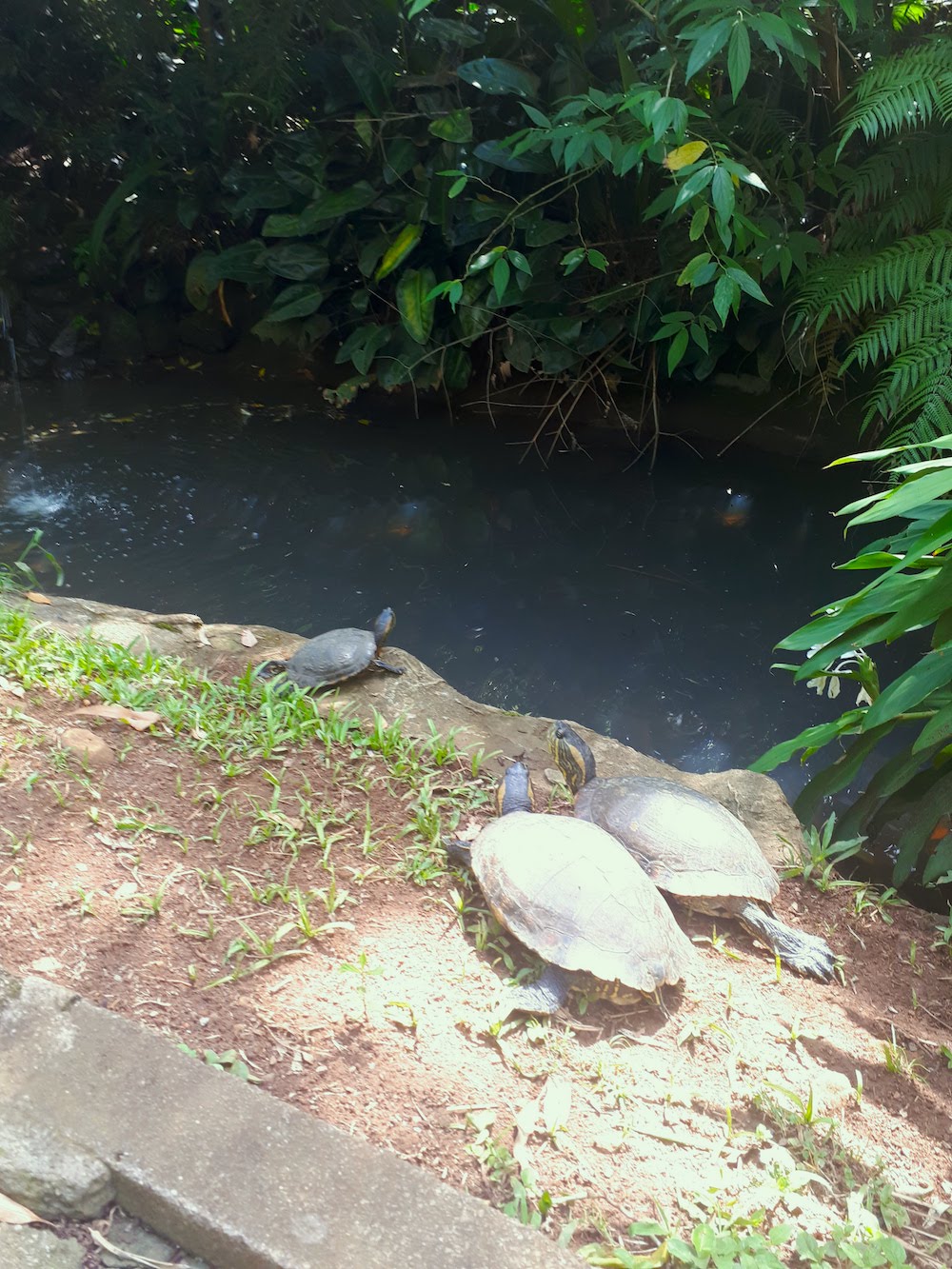 tartarugas-zoologico-gramado-e-canela