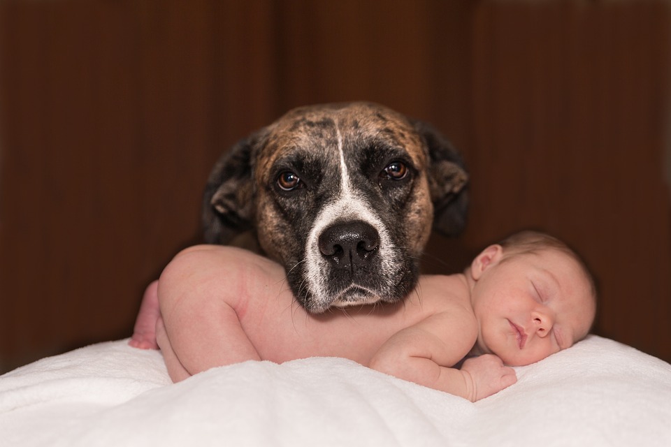 Como fazer com que o cachorro se acostume com o bebê