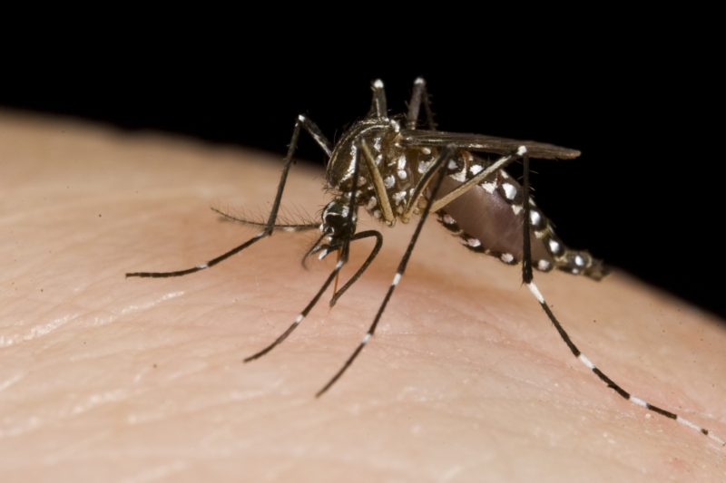 Alergia a insetos: tudo o que você precisa saber