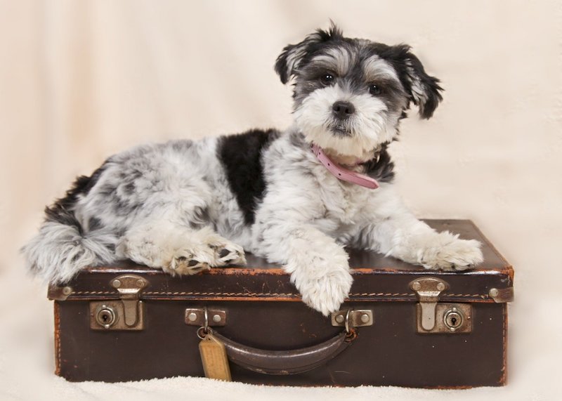 3 cuidados importantes ao viajar com pets