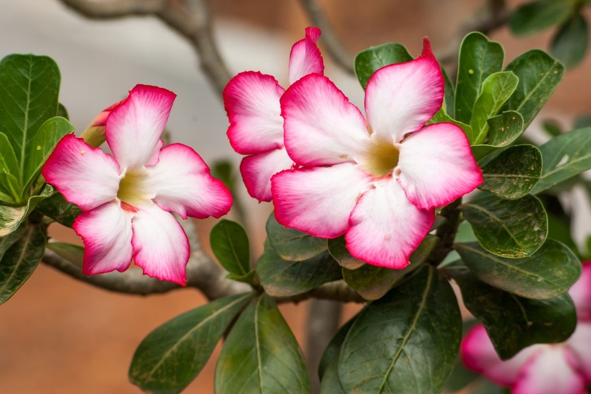 rosa do deserto