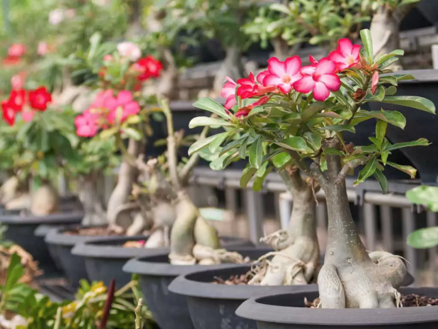 Guia para o cuidado e manutenção da Rosa do Deserto