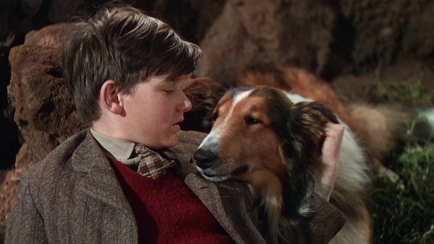 Lassie volta para casa filme clássico